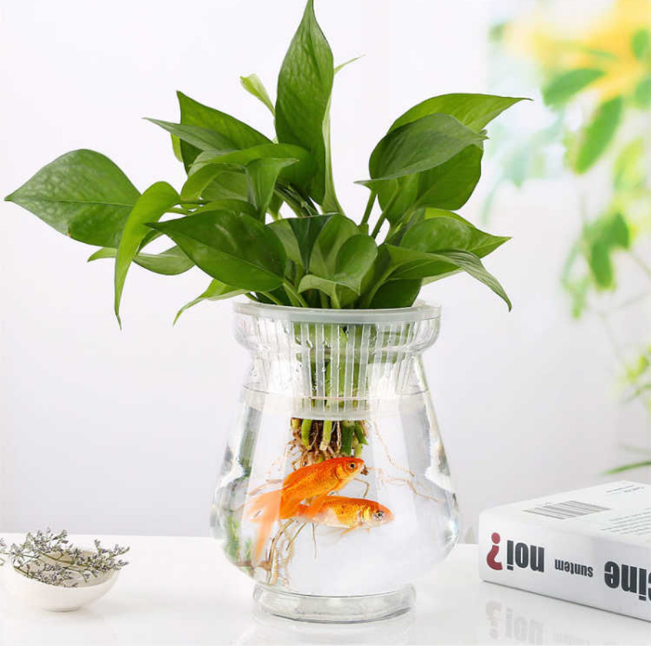 玻璃花瓶透明水培风信子绿萝花盆客厅室内鱼缸圆形水养植物器皿
