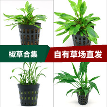 草场直供懒人鱼缸造景活体水草 水族箱绿温蒂椒榕迷你椒椒草