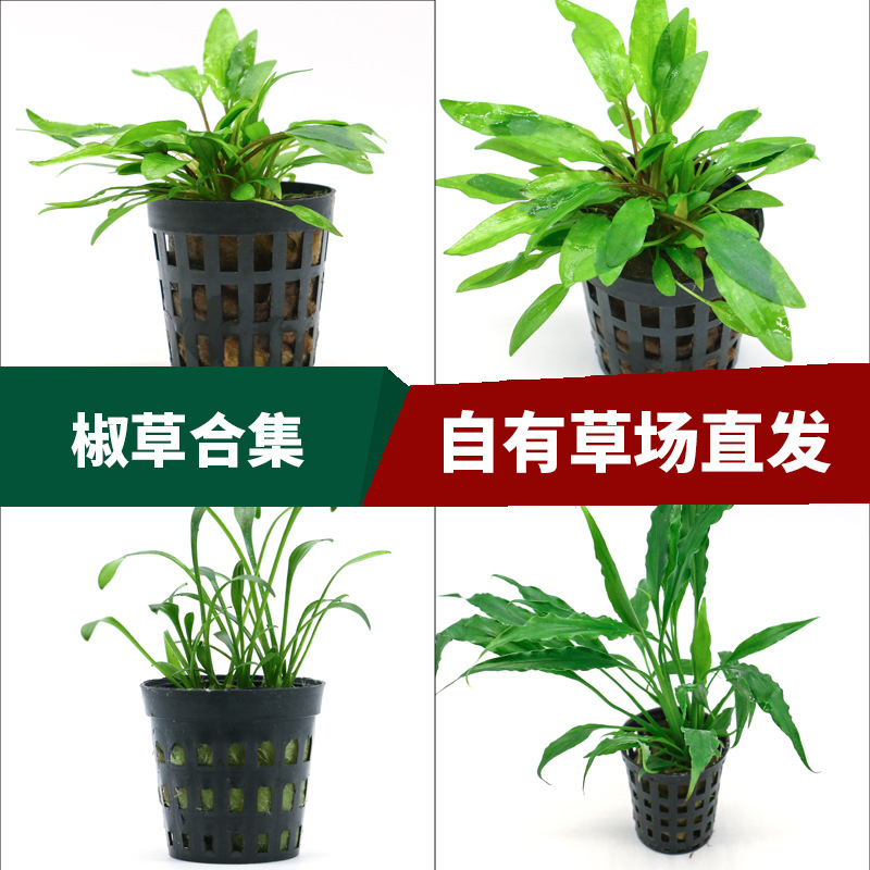 草场直供懒人鱼缸造景活体水草 水族箱绿温蒂椒榕迷你椒椒草