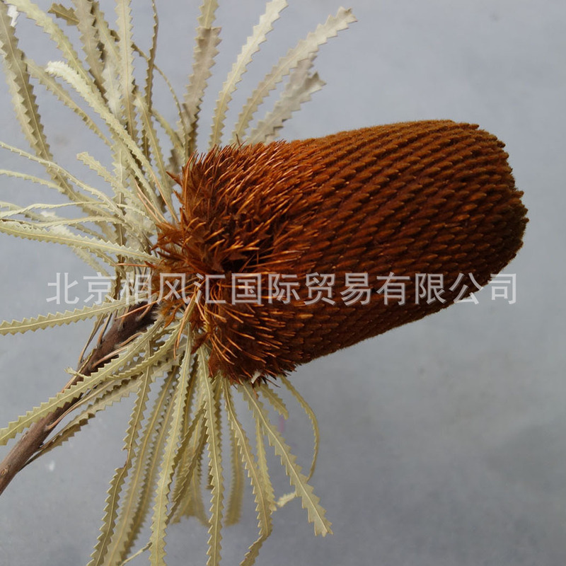 【班克木】輸入乾燥花胡克班克木大仏塔天然植物写真撮影装飾生け花花束|undefined