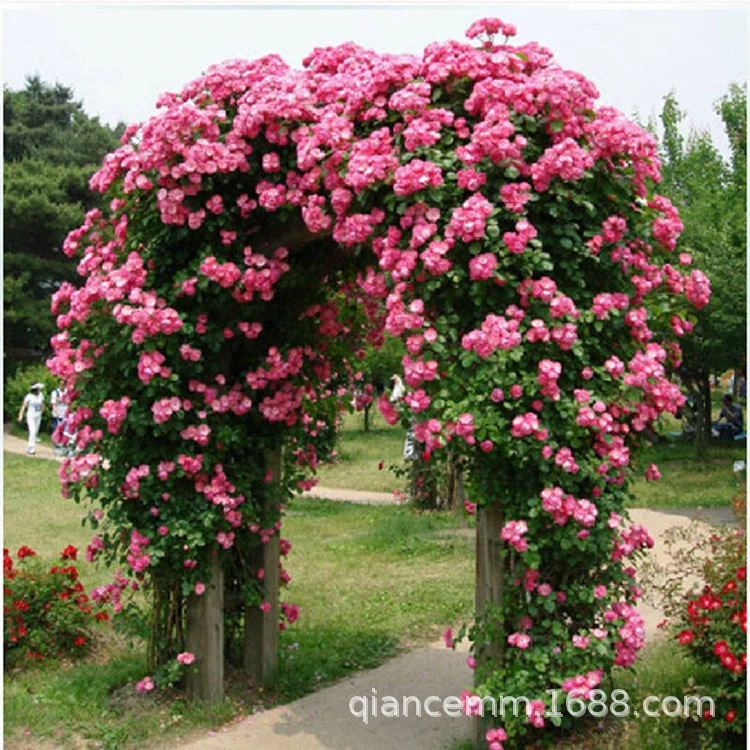 Оптовая Виноградная Роза Анджела рассада Лучжоу-аромат восхождение Виноградная лоза цветочное растение двор стена изгородь разноцветная Роза