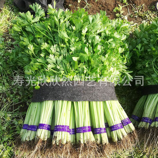 �ļ�С���۷N�ӷN���۲��� �߮a��ɽ���̨�N���߲˷N�������ݲ�