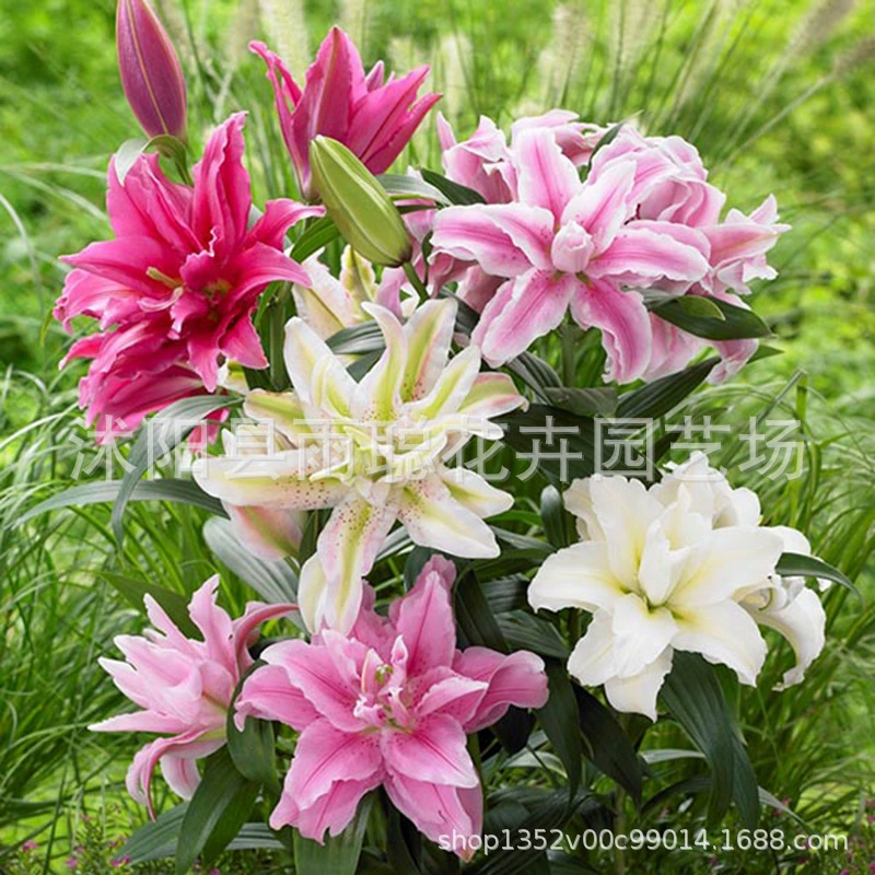 Оптовые поставки луковиц лилий, цветущих рассады лилий с бутонами, горшечных растений, скидки на большие объемы