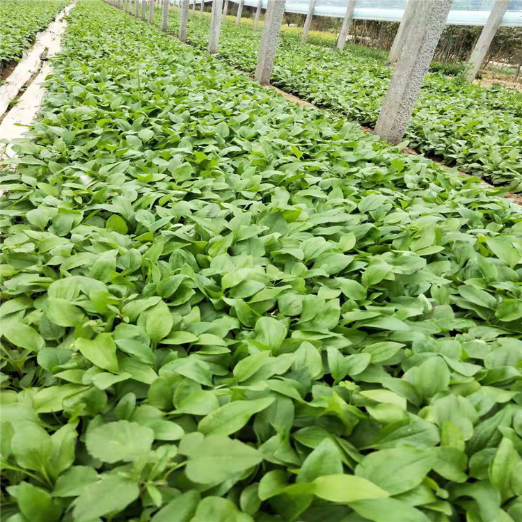 松果菊 山东青州草花基地 大量供应松果菊 开花期长艳丽