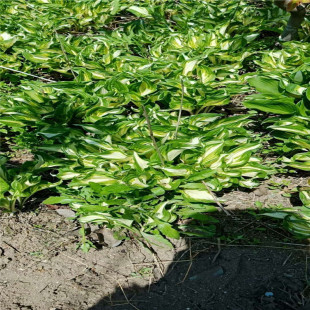 ��������ľ����ֱ�䡿���~�������~������߅�������~��������ֲ��