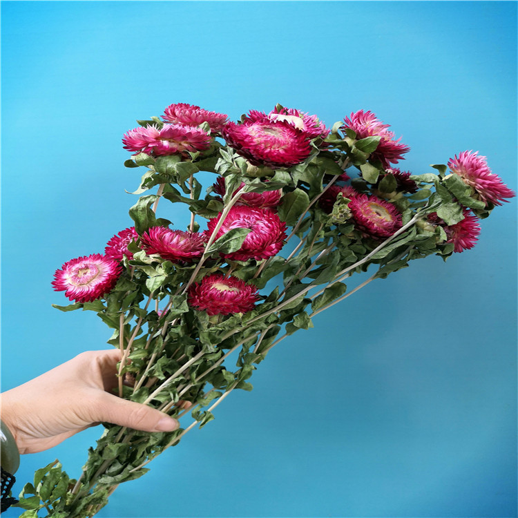 菠箩菊 自然风干七彩菊 家居装饰 拍摄道具菊花一束22个花头