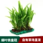 活体细叶观赏迷你水草