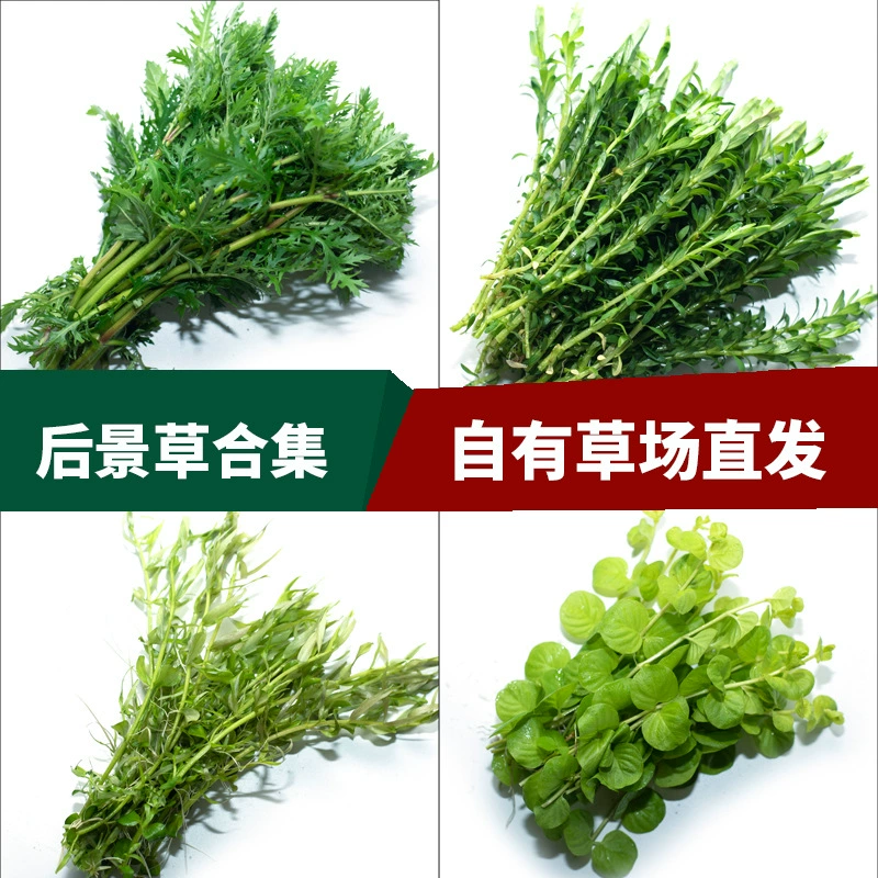 Фиолетовая Сирень Аквариум Ландшафтный дизайн перо Тигровое ухо средняя ива Зеленый дворец зеленые водные растения живые средние водные растения заднего вида оптом