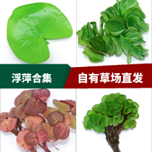 ��Ƽ�A��Ƽ�Ƕ�Ƽ�݈�ֱ�����wˮ��һ�~ɏ�të���ö�Ƽ�����~��