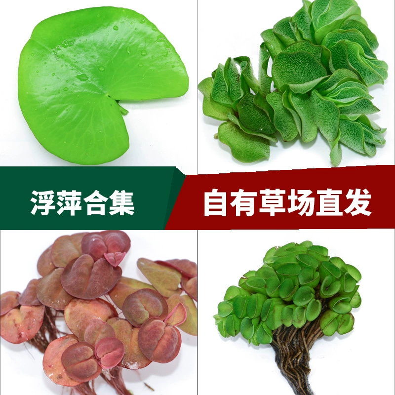 Ряска сердце Ряска поле прямые поставки живая вода трава лист Лотос HongbaoDan кролик ухо APIC трава оптом