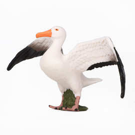 新品仿真动物模型 鸟类 信天翁大型海鸟塑料实心儿童认知科教摆件