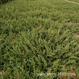 盆栽;种子;园林果树