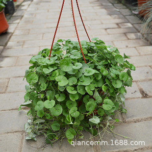 ���l�R���N�� �G�����ѽ��X�� ����R������ļ����N���󃞻�