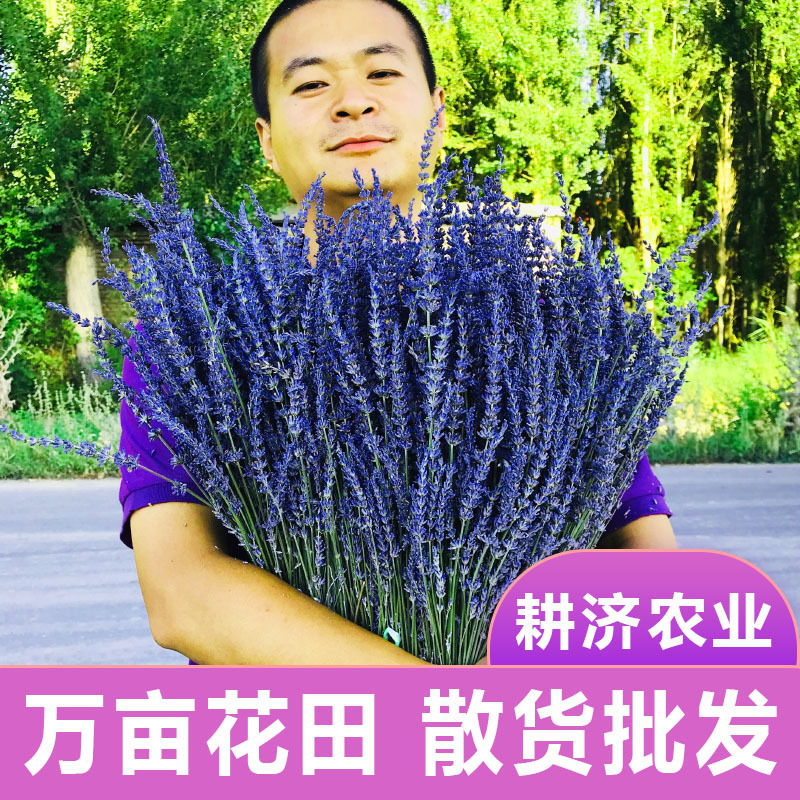 薰衣草干花英国蓝太空蓝薰衣草花束长穗真干花2023年新花产地直供