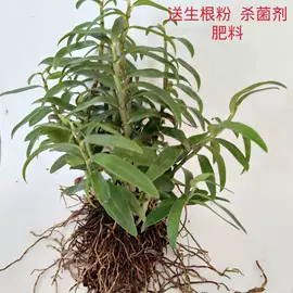 石斛/枫斗;其他药食同源;盆栽