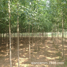 Ϟ Ϟ ϞС ͥԺNֲGľ