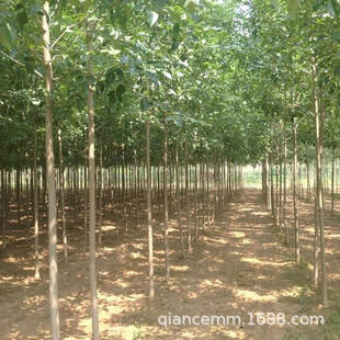 ��Ϟ����� ������Ϟ���� ������ϞС�� ͥԺ����Nֲ��G����ľ