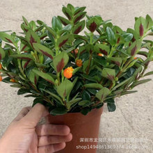 �������lֱ�����ܵ��m���ֲ����񻨱��ɽq�ɻ�������120#���~��