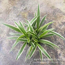 �������l�҃����� ��߅���m�G�����Ի��ܽ��ĵ��m���ռ�ȩ