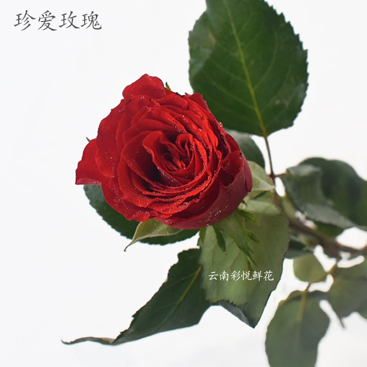 [Cherish Roses] 520 День Святого Валентина Юньнань база прямые поставки роз цветы подарки для дома красные розы