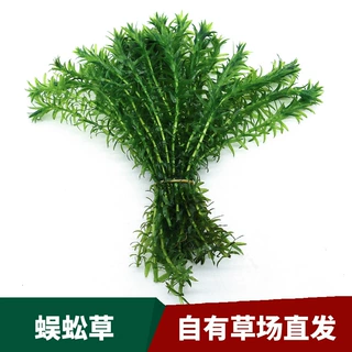 蜈蚣草懒人水草活体后景草鱼缸草缸造景有茎类水草自家草场直发