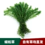 活体自家直发鱼缸蜈蚣草