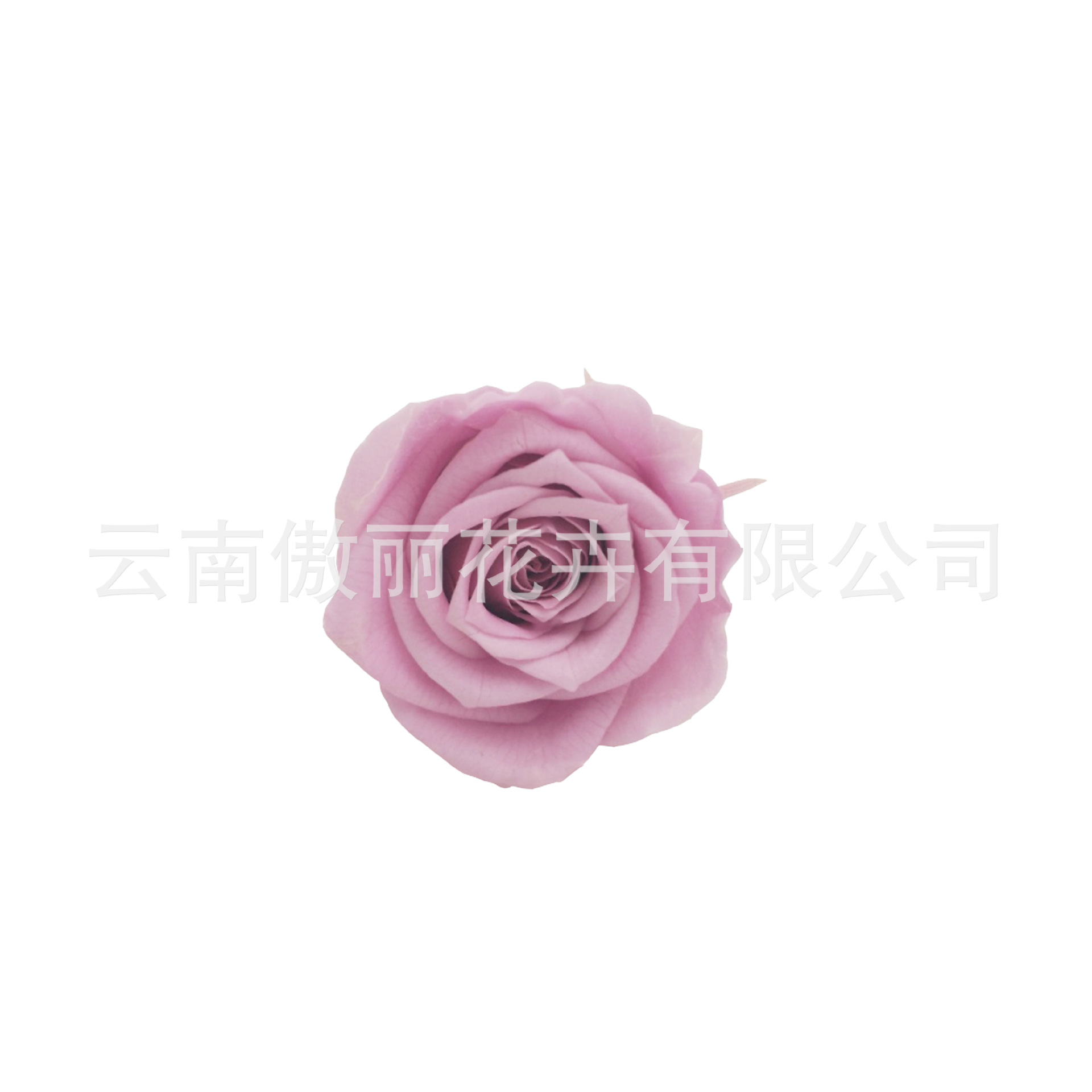 Una flor eterna flor rosa 4-5cm flor seca flor real Yunnan al por mayor Día de la Madre 520 regalo de bricolaje Día de San Valentín