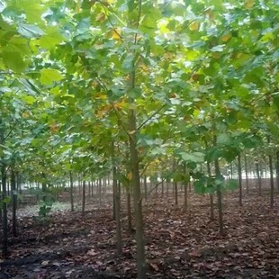 基地直供法桐悬铃木胸径12公分15公分法桐 各种规格都有量大从优-阿里巴巴