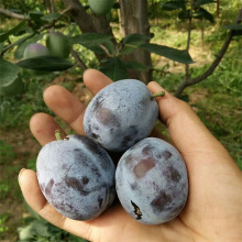 爱琳娜西梅苗南北方种植不裂果蒙娜丽莎塔尔玛树苗