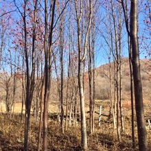 东北辽宁山槐树 百花花楸百华花楸 红果花楸树苗厂家