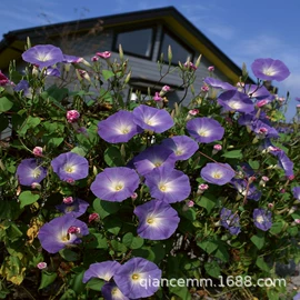 盆栽;种子;园林果树