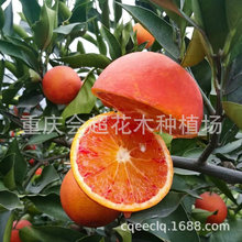 ���l�ָ������_��Ѫ���������������ľ�ҰҸ̽������߳ɻ���