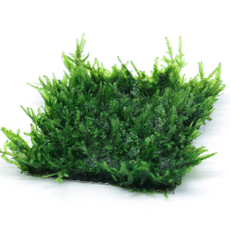 Piece of Moss Fish Tank Water Grass Dying Tears Crystal Big Triangle Matsutake Monster Fern Moss 50g Landscape Living Mesh Moss