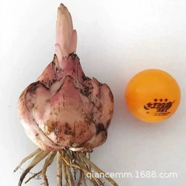 盆栽;种子;园林果树