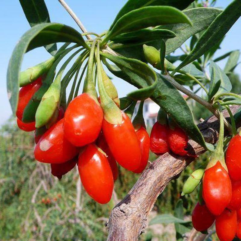 El Wolfberry rojo Qinghai Chaidamu seleccionó Wolfberry rojo de primera mano fuente de origen al por mayor Wolfberry rojo [500g]