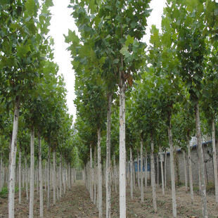 ������Ϟ�䃞�|��Ϟ�е���G�����̘�r�񃞻�