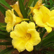 ��� ��������� �t��ʯ��� ����� �������l�G����ľ�޸�����