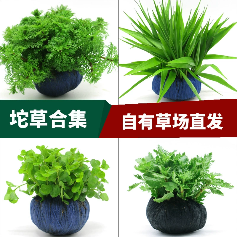 Живые аквариумные растения для ландшафтного дизайна из травяного поля: легкокультивируемая трава, трава-сотерня, зеленая хризантема, крупнолистная трава девятисерунчатая.