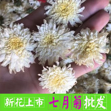 菊花茶七月菊黄山白菊贡菊 优等杭级白菊干花胎菊黄山菊花茶散装