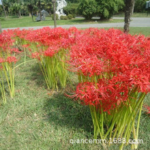 基地供应石蒜种球 彼岸花曼珠沙华种球 庭院花卉盆栽种子四季种植