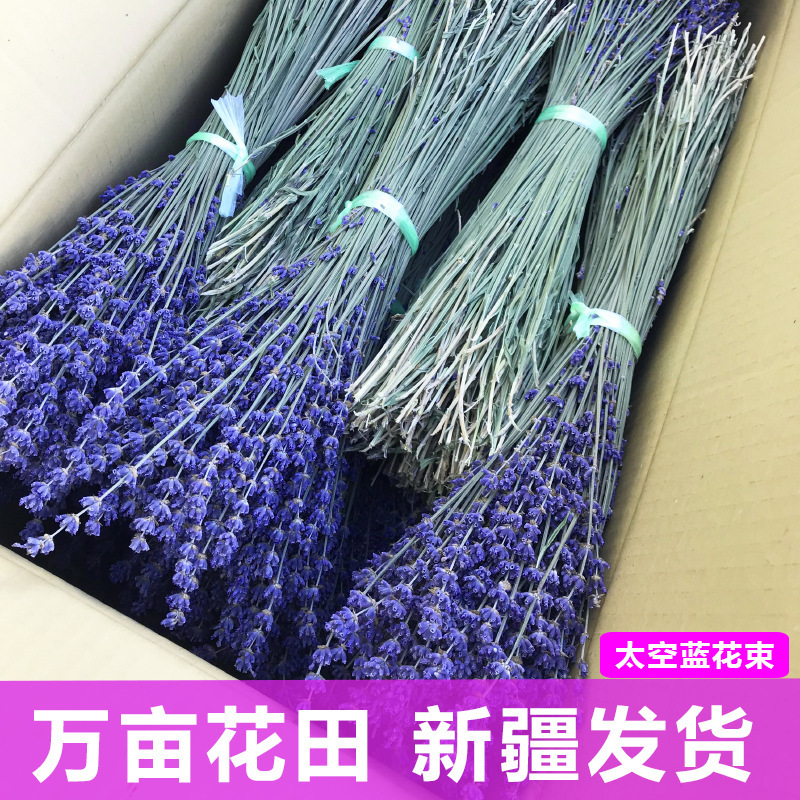 Space blue bouquet origin wholesale Xinjiang Yili 65 lavender dry bouquet new French blue bouquet Space blue bouquet origin wholesale Xinjiang Yili 65 lavender dry bouquet new French blue bouquet