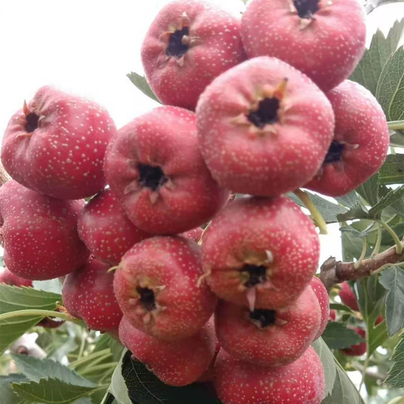 Большие золотистые саженцы боярышника, 3-летние привитые саженцы боярышника с ветвями, крупноцветущие сладкие саженцы боярышника