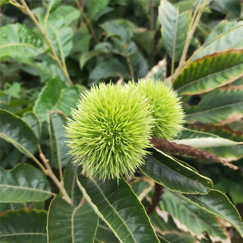 Саженцы каштанов гномов, раннеосенние саженцы каштанов 3113 с тонкой скорлупой, свежесрезанные и отправленные с питомника, привитые саженцы каштанов.