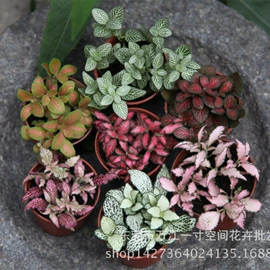 微景观;园艺工具;树脂工艺品