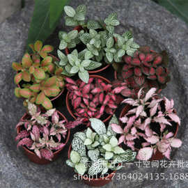 苔藓微景观网纹草 台面小盆栽植物混合网纹草室内花卉微景观活动