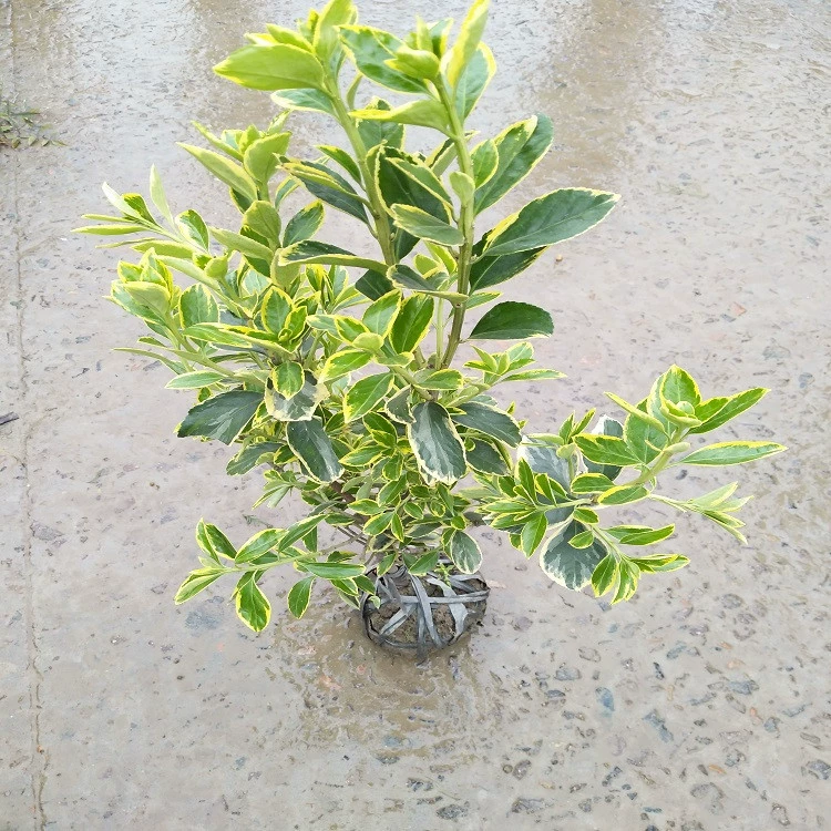 [Распределение проекта озеленения сада] Пномпень Хуанян Серебряный край Хуанян Мао мяч Кубок рассады вечнозеленый Холли проект рассады