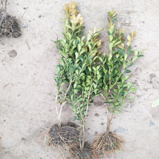 ��������ľ�������͡������S��ë��С�~�S��๤����ë����