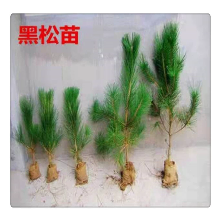 База Pinus tabulaeformis небольшие саженцы Pinus tabulaeformis большого количества оптом бесплодных горных зеленых двориков посадки саженцев