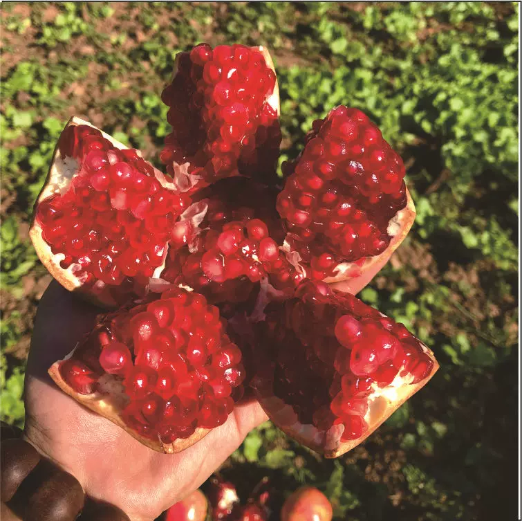 会理石榴四川突尼斯软籽石榴一件代发石榴鲜果大果水果整箱多汁