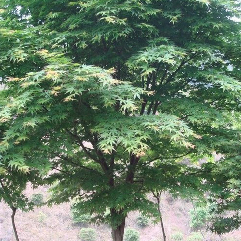 常绿美观青枫树苗槭树苗红枫嫁接砧木绿化苗木庭院植物基地批发